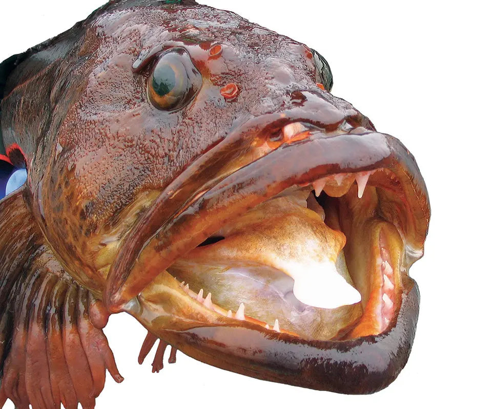 Lingcod - (Ophiodon Elongatus)