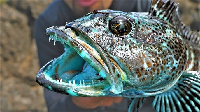 Lingcod - (Ophiodon Elongatus)