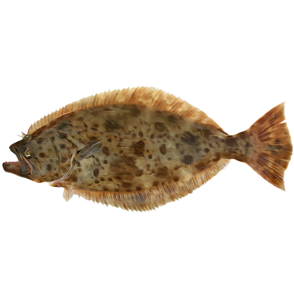 California Halibut - (Paralichthys Californicus)