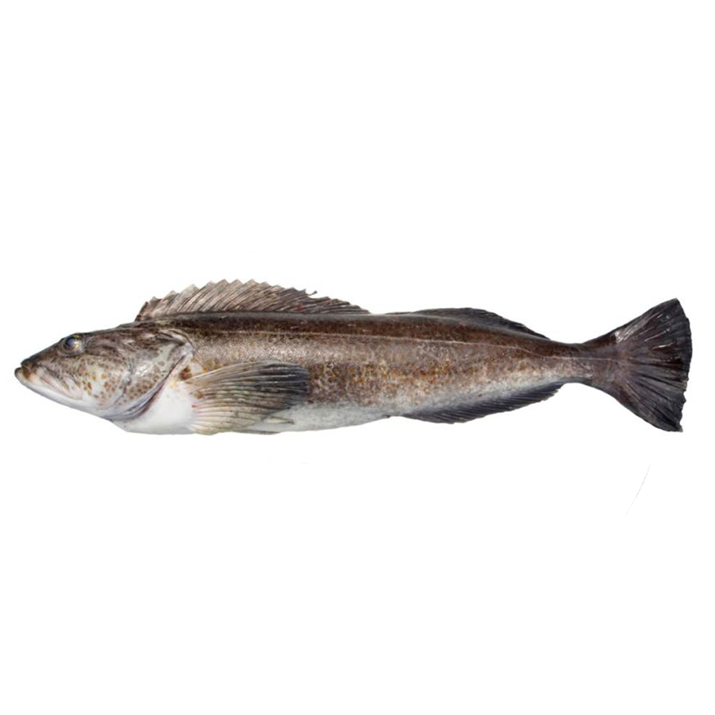 Lingcod - (Ophiodon Elongatus)