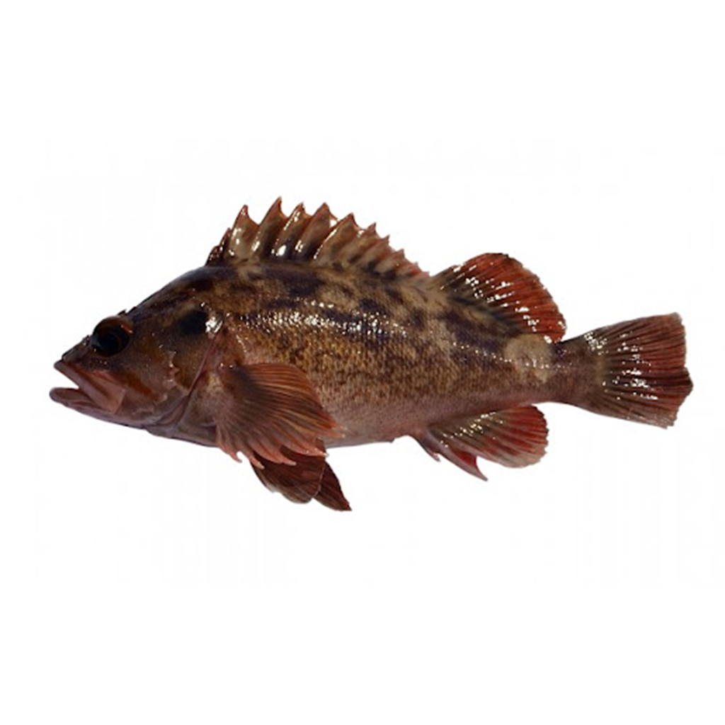 Brown Rockfish - (Sebastes Auriculatus)