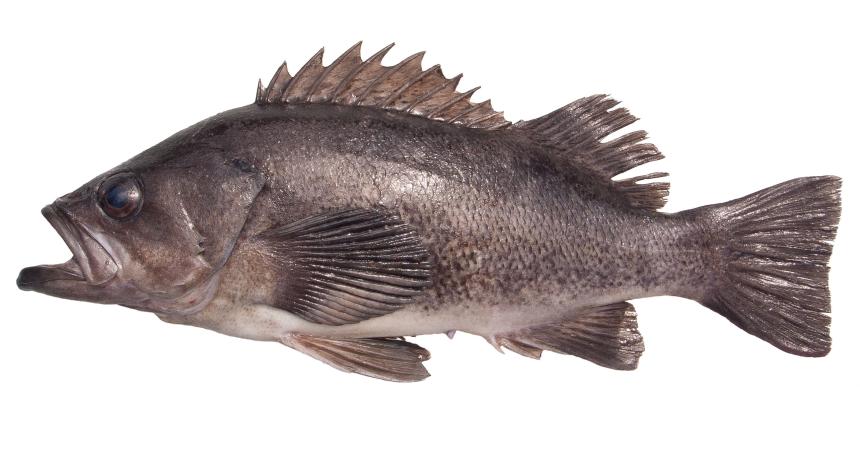 Black Rockfish - (Sebastes Melanops)