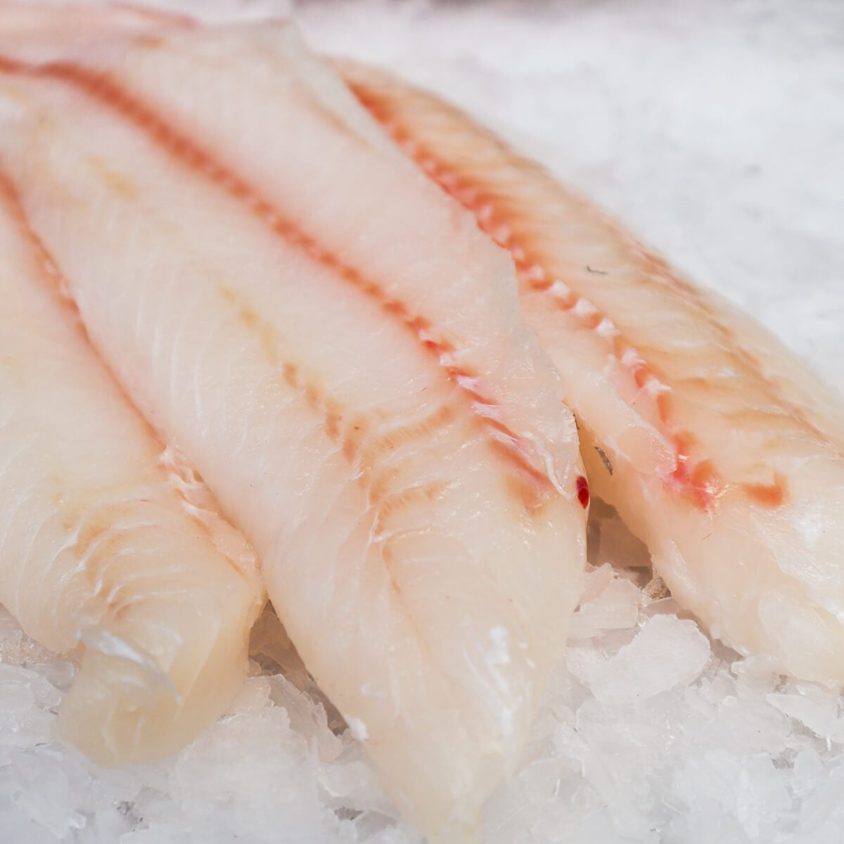 Blue Rockfish - Sebastes Mystinus