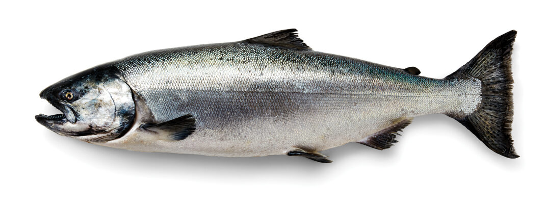 King Salmon - (Oncorhynchus Tshawytscha)